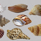 Shell Overlay