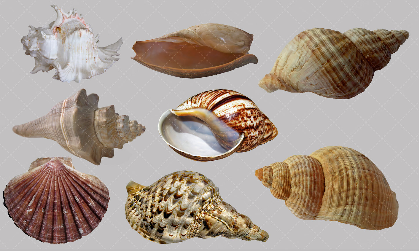 Shell Overlay