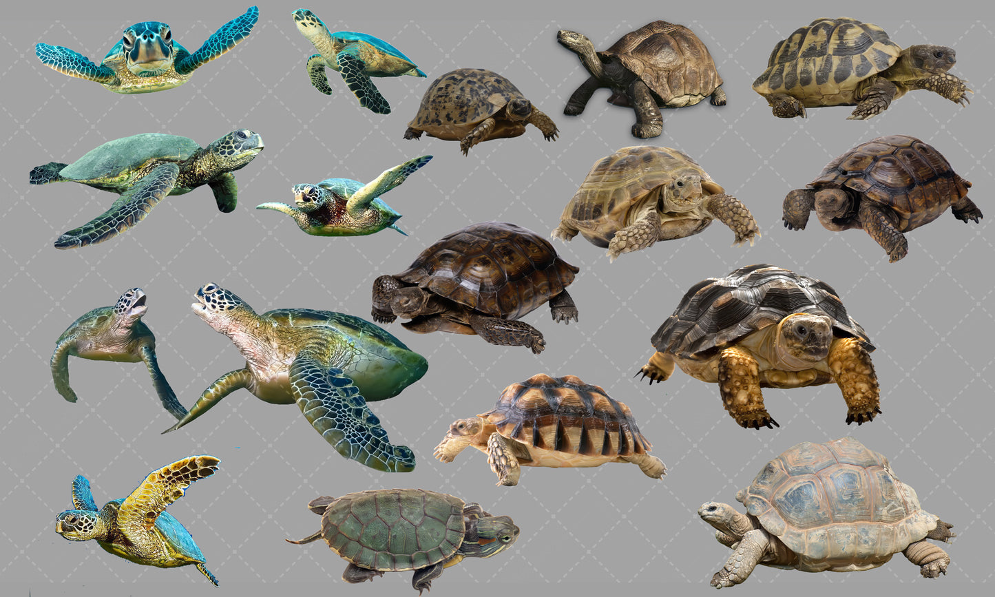 Turtle Overlay