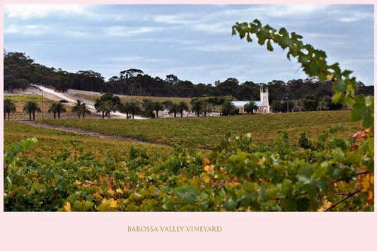 Barossa Valley Vineyard 2