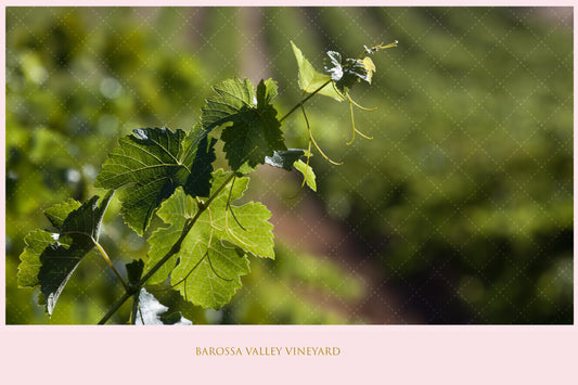 Barossa Valley Vineyard